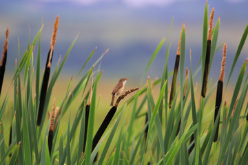 Fototapeta premium Eurasian Reed Warbler bird perched on wetland reeds. (Acrocephalus scirpaceus)