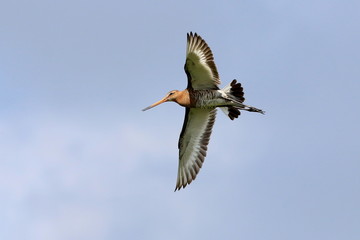 European Black tailed Godwit (Limosa limosa) in flight