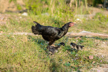 Hen and flocks, Hen chicks flock standing on the ground, flocks of chicks