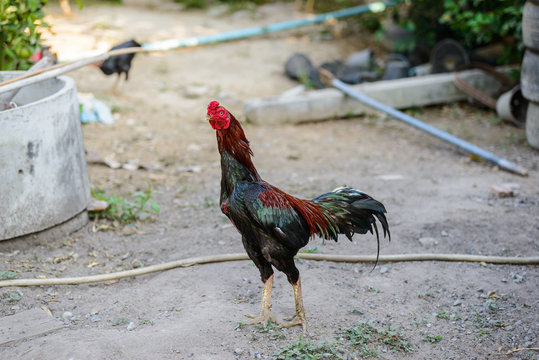 Colorful rooster or fighting cock in the farm
