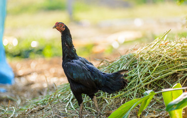 Hen walking around the farm for food on the ground.