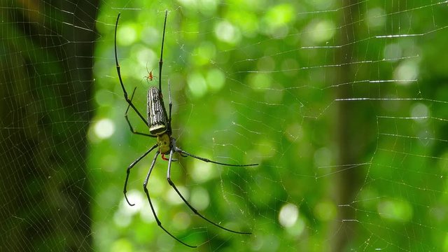 Large nephila spider with her cub on the web, 4k
