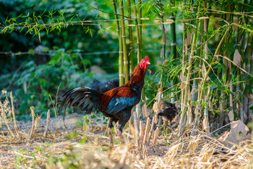 Colorful rooster or fighting cock in the farm