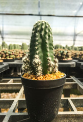 Cactus with in gravel pot and blurred background