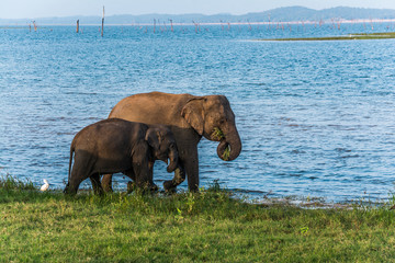 Herd of elephants at the waterhole in Minneriya national park Sri Lanka