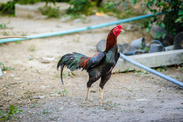 Colorful rooster or fighting cock in the farm
