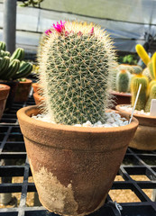Cactus with pink flower in pot
