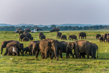 Herd of elephants at the waterhole in Minneriya national park Sri Lanka