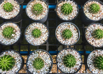 row of cactus in gravel pot, orderly concept