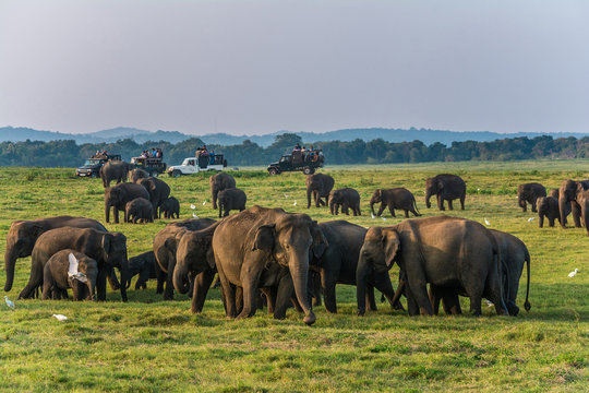 Herd of elephants at the waterhole in Minneriya national park Sri Lanka