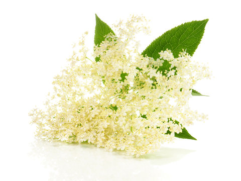 Holunderbl&uuml;te