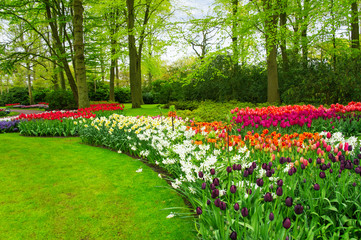 Beautiful spring flowers in Keukenhof park in Netherlands (Holland)
