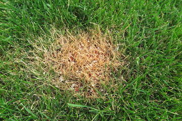 Chemical burn caused by the excessive use of the granular lawn fertilizer on the fresh lawn in the...