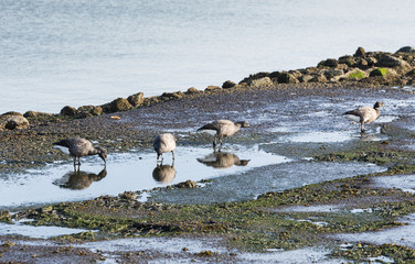 geese drinking water in pond