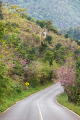Blooming sakura tree along the beautiful road in Doi Ang Khang National Park, Northern Thailand.