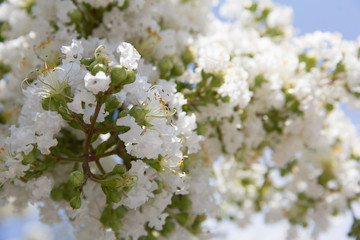 Snowy white blossoms