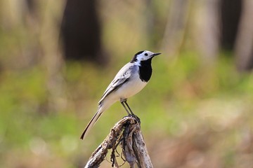 Obraz premium White Wagtail