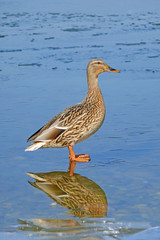 Ente auf Eis