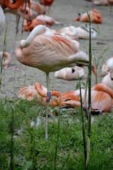 Detail from wild flamingos and grass