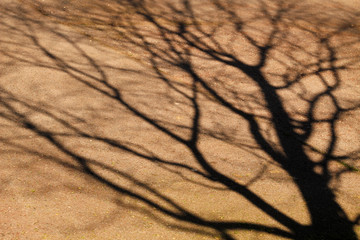 Sombra