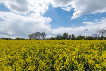 Obraz premium Farming Land with Canola with a beautiful Scenery/ Germany