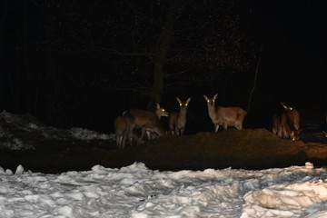 night wildlife of deer in winter
