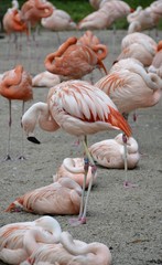 Detail from wild flamingos and grass