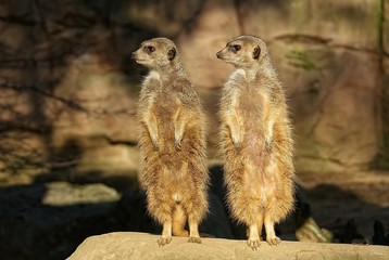 Erdmännchen