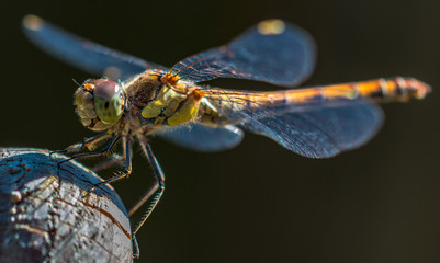 Libelle beim Sonnenbad