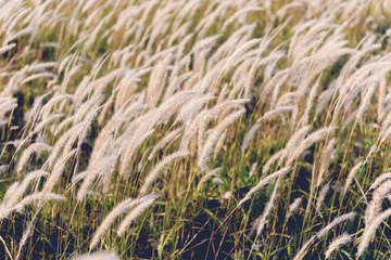 vintage grass flower field in nature