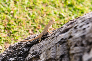lizards,chameleon,chameleon on tree