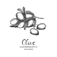 Olive hand drawn illustration by ink and pen sketch. Isolated vector design for fruit and vegetable products and health care goods.