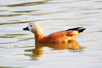 Bird ruddy Shelduck swims on the pond, in the spring in April