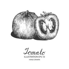 Tomato hand drawn illustration by ink and pen sketch. Isolated vector design for fruit and vegetable products and health care goods.