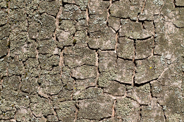 Texture of tree bark