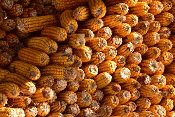 stored sweet corn