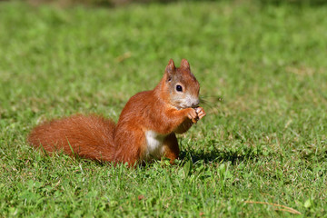 
    Eichhörnchen in der Abendsonne 