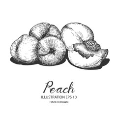 Peach hand drawn illustration by ink and pen sketch. Isolated vector design for fruit and vegetable products and health care goods.
