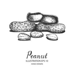 Peanut hand drawn illustration by ink and pen sketch. Isolated vector design for fruit and vegetable products and health care goods.