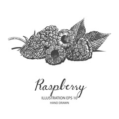 Raspberry hand drawn illustration by ink and pen sketch. Isolated vector design for fruit and vegetable products and health care goods.