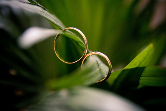 The rings on the flowers, in a box, on a white fabric on toys, colors, wedding details, wedding rings