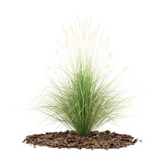 ornamental grass plant isolated on white background