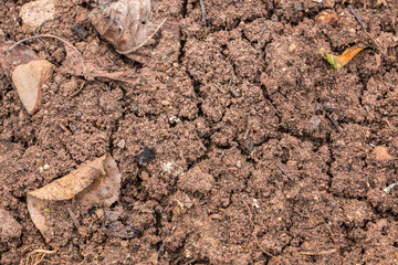 Fertile soil