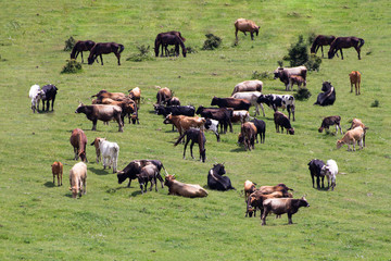 cows and horses grazing on green field relaxing summer warm day