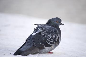 Dove in the snow
