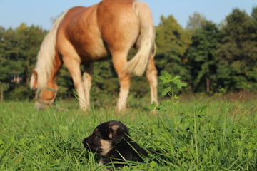 Cavallo e Cagnolino 5 © Alessandro Scutti