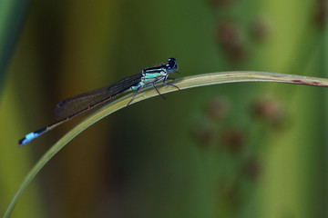 Nahaufnahme blaue Libelle im Garten