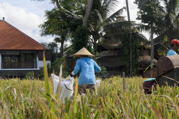 Naklejka na ściany i meble Farmer gathering rice in traditional way. Ubud, Bali Indonesia