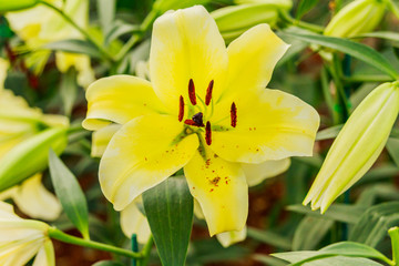 Zephyranthes flower. Common names for species in this genus include fairy lily.