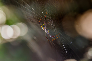 Spider on a spider web with a natural background